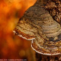 Buy canvas prints of Autumnal fungi by Paul Madden