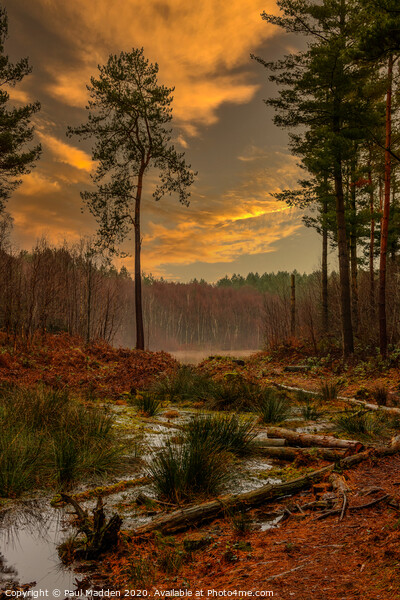 Delamere Forest Picture Board by Paul Madden