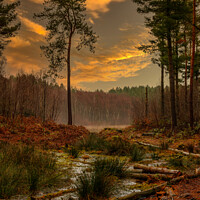 Buy canvas prints of Delamere Forest by Paul Madden