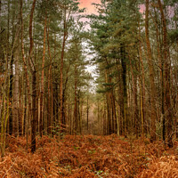 Buy canvas prints of Delamere Forest in the morning by Paul Madden