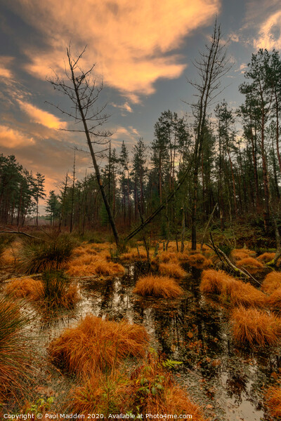 Delamere Forest Marshland Picture Board by Paul Madden