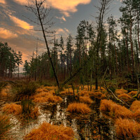 Buy canvas prints of Delamere Forest Marshland by Paul Madden