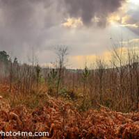Buy canvas prints of Delamere Forest Panorama by Paul Madden