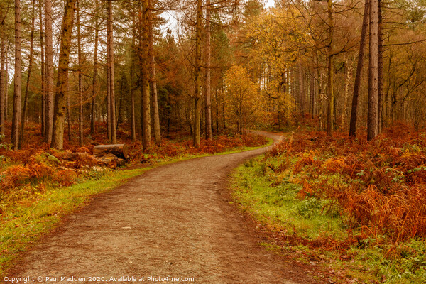 Delamere Woodland Path Picture Board by Paul Madden