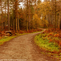Buy canvas prints of Delamere Woodland Path by Paul Madden
