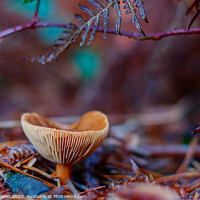 Buy canvas prints of Forest Fungus by Paul Madden