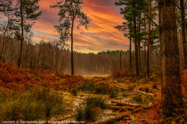 Sunrise at Delamere Forest Picture Board by Paul Madden