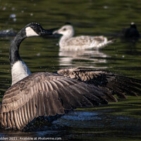 Buy canvas prints of Goose landing by Paul Madden
