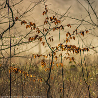 Buy canvas prints of Last of the leaves by Paul Madden