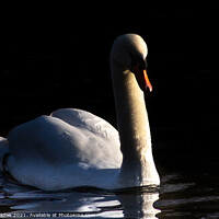 Buy canvas prints of Swan on the lake by Paul Madden