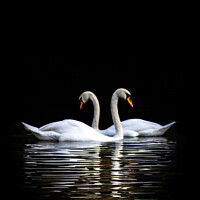 Buy canvas prints of Swans on the lake by Paul Madden