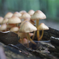 Buy canvas prints of mushrooms family by Miroslav Adamove
