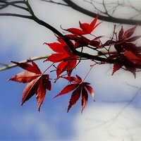Buy canvas prints of Maple Leaf In The Sky by mohammed hayat