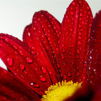 Buy canvas prints of Flower in the rain by mohammed hayat