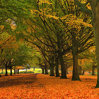 Buy canvas prints of Fall in Richmond Park by Janusz Miarka