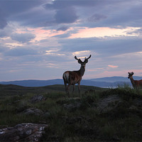 Buy canvas prints of Red Deer at Sunset in Applecross by Richard Westwood