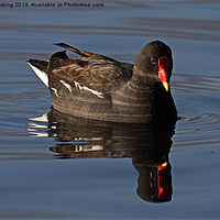 Buy canvas prints of Moorhen in late afternoon sun. by RSRD Images 
