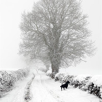Buy canvas prints of Winter Lane by RSRD Images 