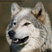 Buy canvas prints of Grey Wolf by RSRD Images 