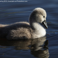 Buy canvas prints of Mute Swan Cygnet by RSRD Images 