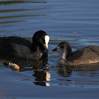 Buy canvas prints of Coot and chick by RSRD Images 