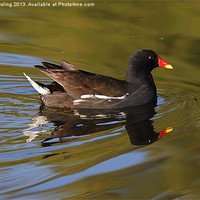 Buy canvas prints of Moorhen in morning sun. by RSRD Images 