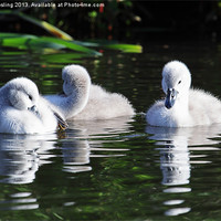 Buy canvas prints of Mute Swan Cygnets by RSRD Images 