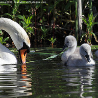 Buy canvas prints of Mute Swan and Cygnets by RSRD Images 