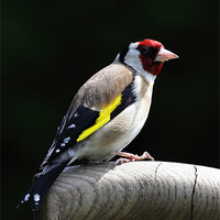 Buy canvas prints of Goldfinch by RSRD Images 
