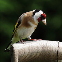Buy canvas prints of Goldfinch by RSRD Images 