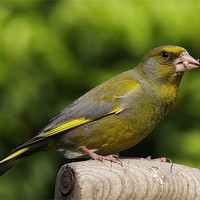 Buy canvas prints of Greenfinch by RSRD Images 