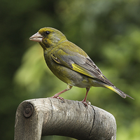 Buy canvas prints of  Greenfinch on an old wooden garden fork handle by RSRD Images 