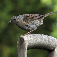 Buy canvas prints of  Dunnock on an old wooden garden fork handle by RSRD Images 