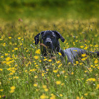 Buy canvas prints of Labrador in the Buttercups.  by RSRD Images 