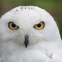 Buy canvas prints of Snowy Owl by David Craig Hughes