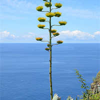 Buy canvas prints of Inflorescence of Agave plant by Malcolm Snook