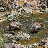 Buy canvas prints of Ducks drinking in a stream by Malcolm Snook
