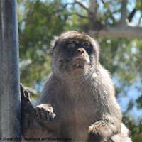Buy canvas prints of Wild Barbary Macaque by Malcolm Snook