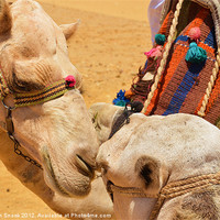 Buy canvas prints of Camels in love by Malcolm Snook