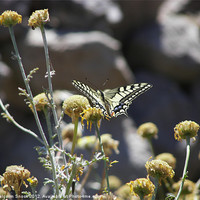Buy canvas prints of Swallowtail Butterfly by Malcolm Snook
