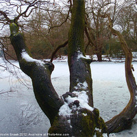 Buy canvas prints of Fallen tree in frozen lake by Malcolm Snook