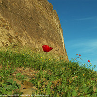Buy canvas prints of Poppies by the fort by Malcolm Snook
