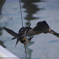 Buy canvas prints of Mother swallow feeding young by Malcolm Snook