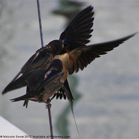 Buy canvas prints of Swallow feeding chicks by Malcolm Snook