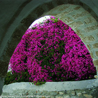 Buy canvas prints of Purple flowers through an arch by Malcolm Snook