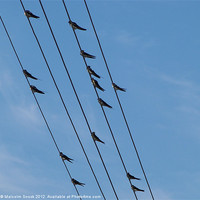 Buy canvas prints of Swallows on wires by Malcolm Snook