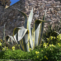 Buy canvas prints of Yucca outside the town wall by Malcolm Snook