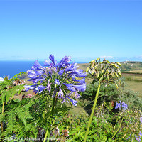 Buy canvas prints of Agapanthus in the Azores by Malcolm Snook