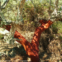 Buy canvas prints of Cork Oak Harvested by Malcolm Snook
