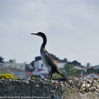 Buy canvas prints of Juvenile Shag by Malcolm Snook